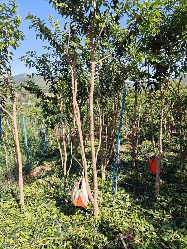 Quality Guangdong Agarwood Oud Tree 10 Meters Planting Saplings White Sandalwood Seedling factory