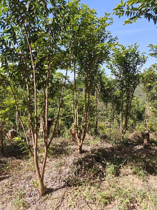 Electric Incense Burner