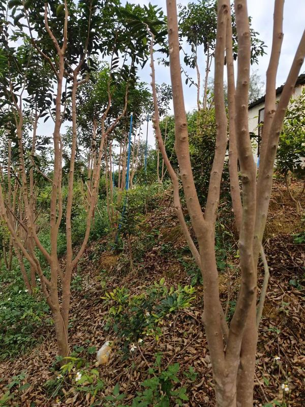 คุณภาพ ธรรมชาติ ภูเขาเก่า อาการ์วู้ด Oud Strips อาการ์วู้ด และบล็อกไม้แซนดาล โรงงาน