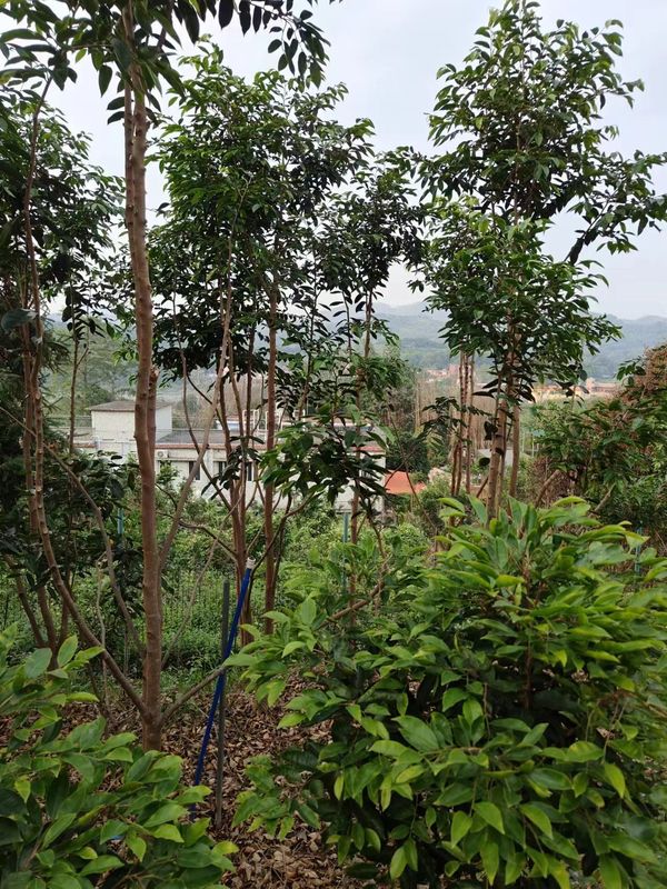 Quality New Sandalwood Natural White Agarwood Sulfur Free Real Sandalwood Planting Material factory