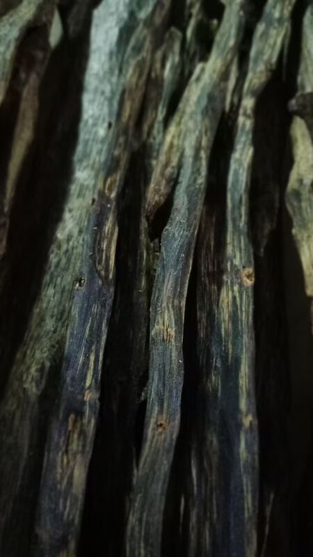 Quality Natural OUD Agarwood resin with deep rich aroma excellent for crafting perfumes incense and traditional healing products factory
