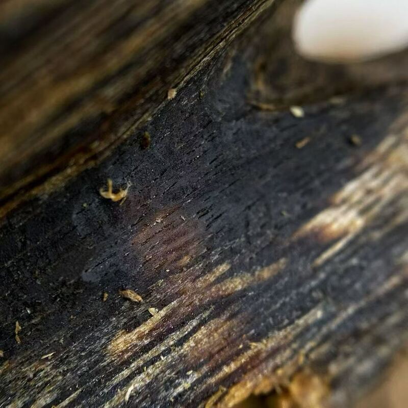 Quality High grade OUD Agarwood resin perfect for essential oil extraction perfume manufacturing and aromatic incense production factory