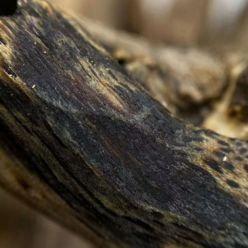 Quality High grade OUD Agarwood resin perfect for essential oil extraction perfume manufacturing and aromatic incense production factory