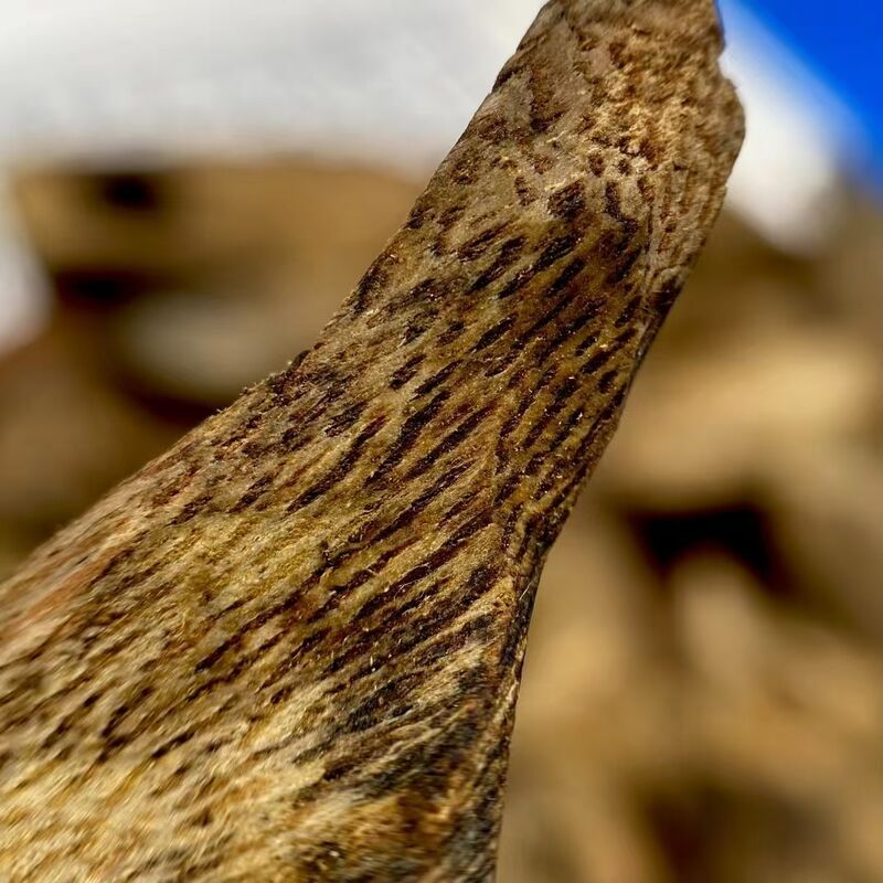 Quality Bulk OUD Agarwood natural agarwood wood and resin for essential oil extraction perfume and incense product manufacturing factory