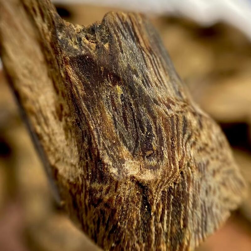 Quality Bulk OUD Agarwood natural agarwood wood and resin for essential oil extraction perfume and incense product manufacturing factory
