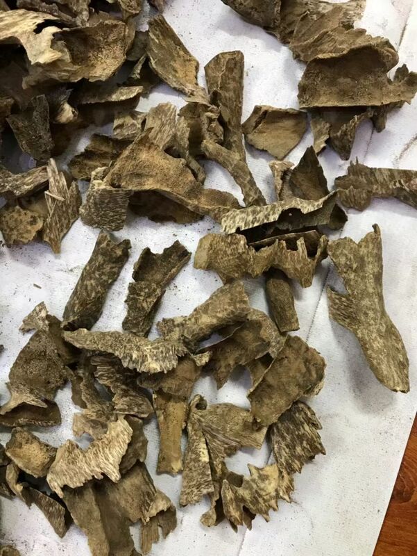 جودة Premium Grade A Agarwood Chips — Natural OUD | Bulk Wholesale | China Factory مصنع