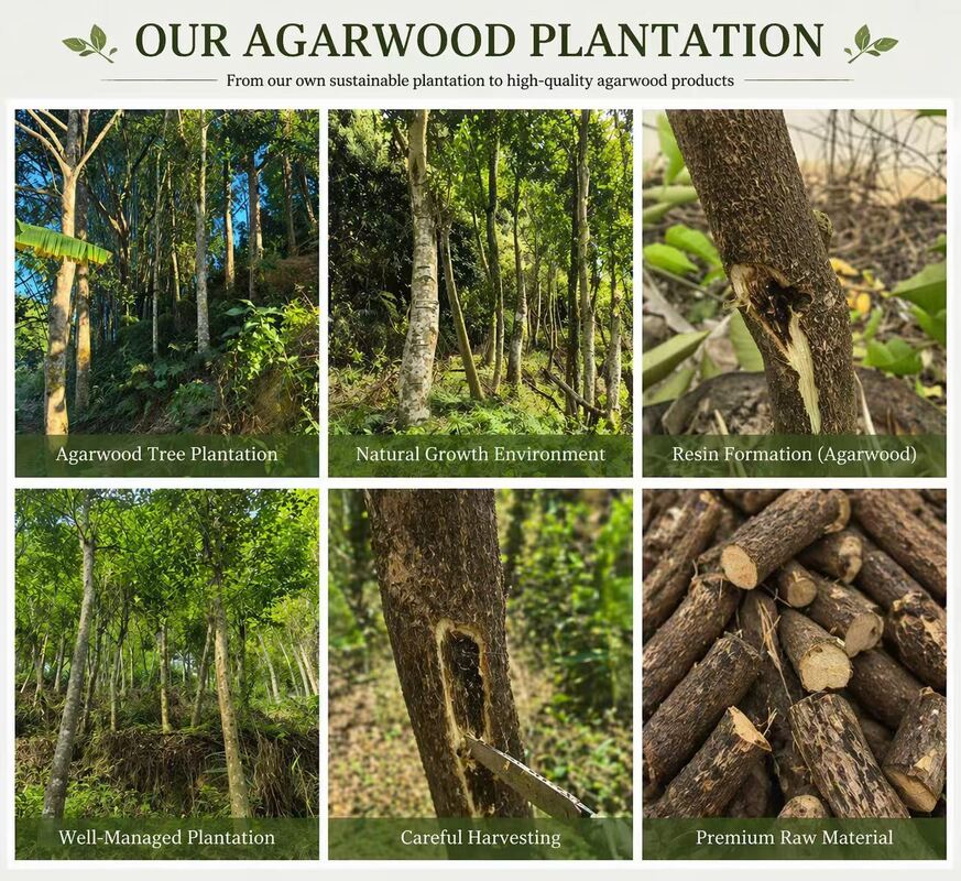 Qualität Ancient Wild Insect Leak Agarwood OilAgarwood Oil Fabrik