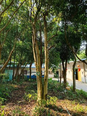 Qualität Guangdong Agarwood Oud Baum 10 Meter Pflanzen von Baumbäumen Weißes Sandelholz Fabrik