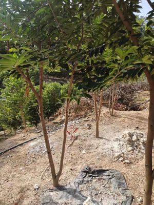 Quality Guangdong Agarwood Oud Tree 10 Meters Planting Saplings White Sandalwood Seedling factory