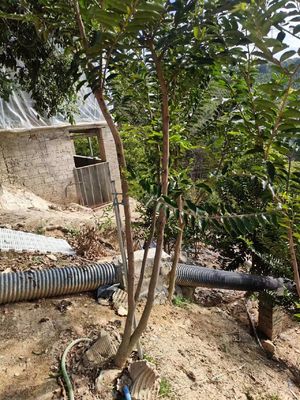 Kalite Doğal Eski Dağ Agarwood Aloeswood Sandalwood Bloklar Agarwood Tütsü Ağacı fabrika