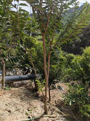Ποιότητα Φυσικό Nha Trang Agarwood Sandalwood βραχιόλι βυθούσας ποιότητας πρώτες ύλες εργοστάσιο