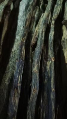 Quality Natural OUD Agarwood resin with deep rich aroma excellent for crafting perfumes incense and traditional healing products factory