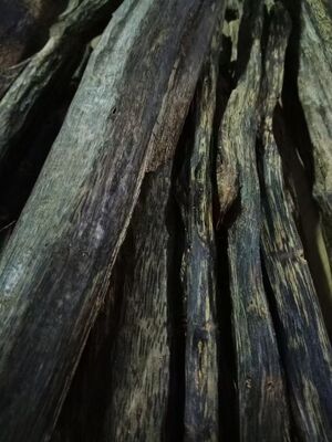 Quality Natural OUD Agarwood resin with deep rich aroma excellent for crafting perfumes incense and traditional healing products factory