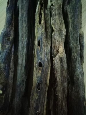 Quality Natural OUD Agarwood resin with deep rich aroma excellent for crafting perfumes incense and traditional healing products factory