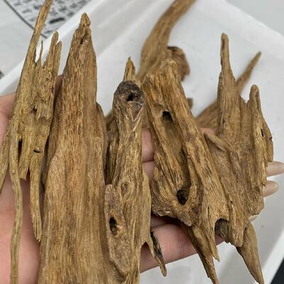 Quality Pure OUD Agarwood raw material ideal for essential oil extraction and high end perfume manufacturing processes factory