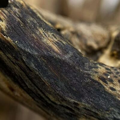 Quality High grade OUD Agarwood resin perfect for essential oil extraction perfume manufacturing and aromatic incense production factory