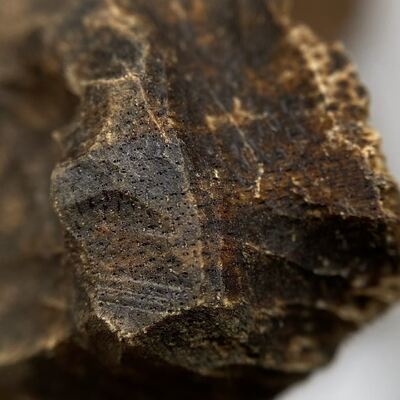 Qualität Bulk supply of authentic OUD Agarwood chips and powder ideal for perfume manufacturing and traditional incense crafting Fabrik