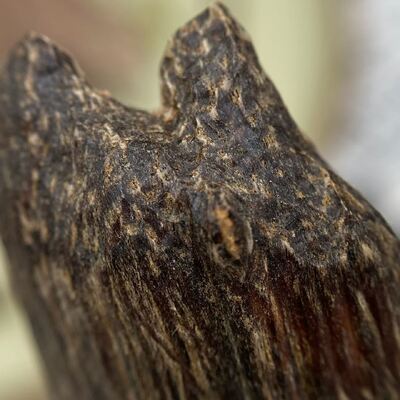 Quality Authentic OUD Agarwood natural aromatic wood chips designed for perfume industry incense production and wellness products factory