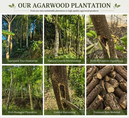 Qualität Ancient Wild Insect Leak Agarwood OilAgarwood Oil Fabrik